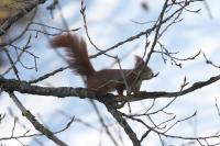 Eichhörnchen